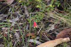 Correa reflexa scabridula