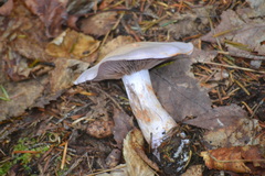 Cortinarius camphoratus