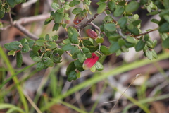Correa reflexa scabridula