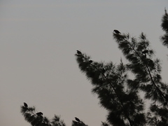 Acridotheres cristatellus