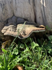 Ganoderma applanatum