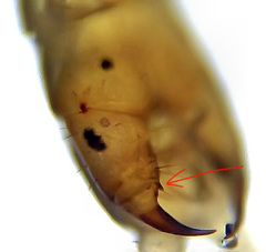 Schendyla nemorensis