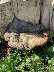 Ganoderma applanatum