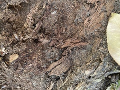 Holoverticata