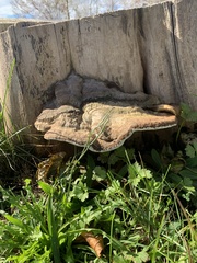 Ganoderma applanatum