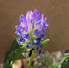 Astragalus laxmannii