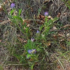 Astragalus laxmannii