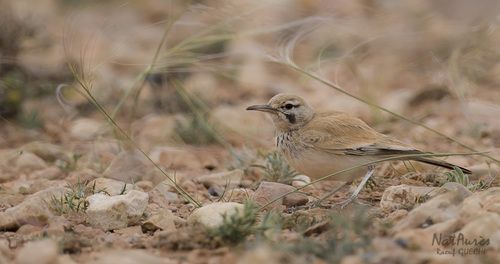 Greater Hoopoe-Lark