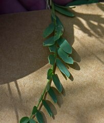 Astragalus laxmannii