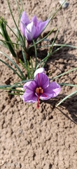 Crocus sativus