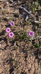 Ipomoea cordatotriloba