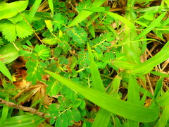 Phyllanthus urinaria hookeri
