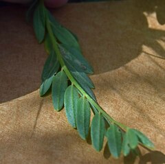 Astragalus laxmannii