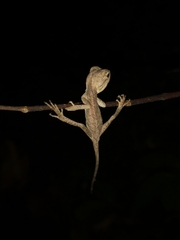 Calotes emma