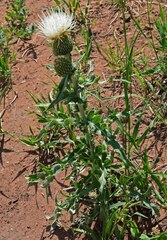 Cirsium canescens