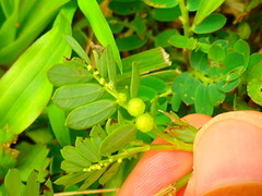 Phyllanthus urinaria hookeri