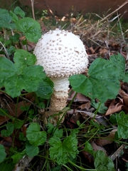 Saproamanita vittadinii