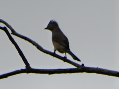 Ptiliogonys cinereus