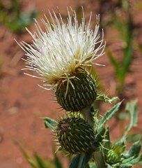 Cirsium canescens