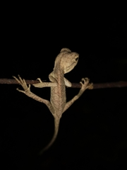 Calotes emma
