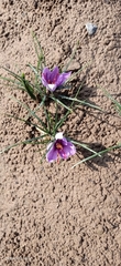 Crocus sativus