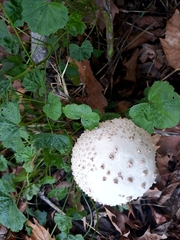 Saproamanita vittadinii