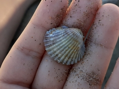 Acanthocardia tuberculata