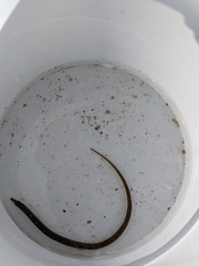 Syngnathidae
