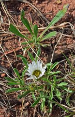 Townsendia grandiflora