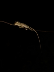 Calotes emma