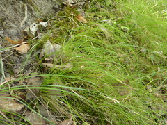 Carex alba
