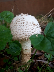 Saproamanita vittadinii