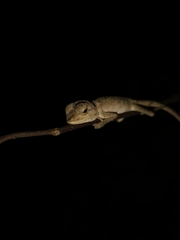 Calotes emma