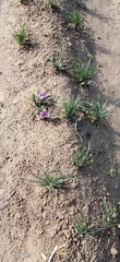 Crocus sativus