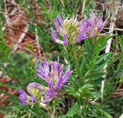 Astragalus laxmannii