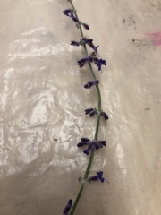 Salvia yangii