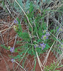 Astragalus laxmannii