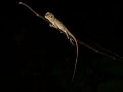 Calotes emma