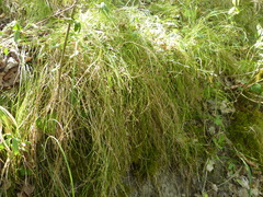 Carex alba
