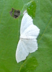 Scopula inductata