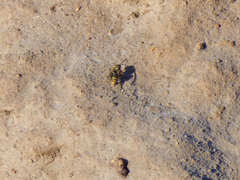 Brachygastra lecheguana