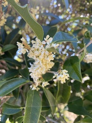 Osmanthus fragrans
