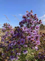 Symphyotrichum sericeum