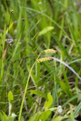 Kniphofia parviflora