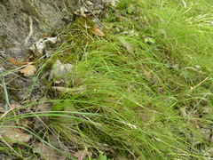 Carex alba