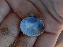 Acanthocardia tuberculata