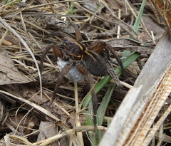 Lycosinae