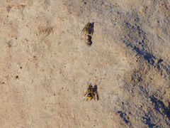 Brachygastra lecheguana