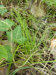 Carex alba