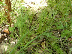 Carex alba